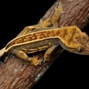 pinstripe crested gecko for sale