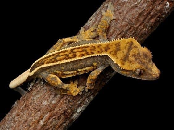 pinstripe crested gecko for sale