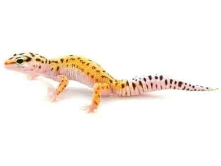 pinstripe leopard gecko for sale