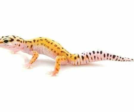 pinstripe leopard gecko for sale