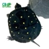 baby Spotted turtle
