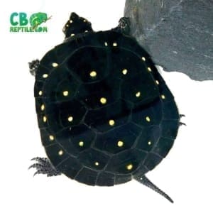 baby Spotted turtle