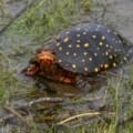 spotted turtle breeder