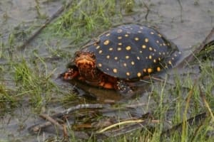 spotted turtle breeder