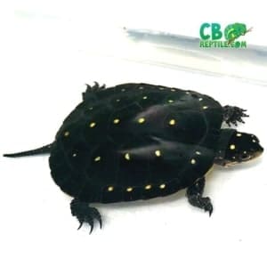 spotted turtle for sale