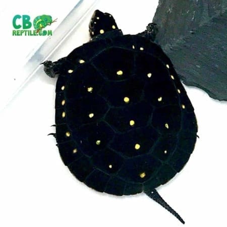 spotted turtle for sale