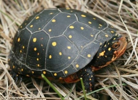 Spotted turtle for sale online | baby spotted turtles for sale near me
