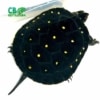 spotted turtles for sale