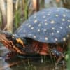 spotted turtles for sale