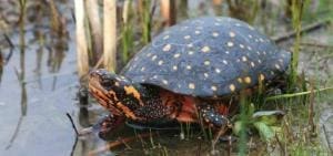 spotted turtles for sale