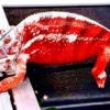 Tamatave Panther Chameleon for sale