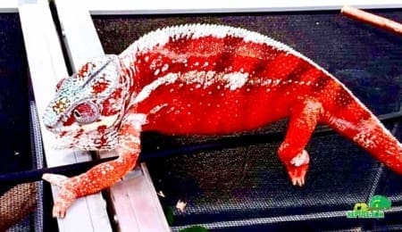 Tamatave Panther Chameleon for sale