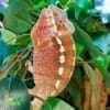 tamatave panther chameleon for sale