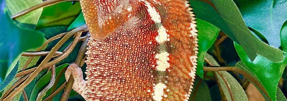 tamatave panther chameleon for sale