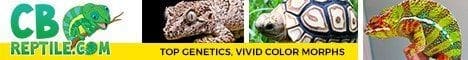 Do Leopard Geckos make good pets? - Buy And Sell Reptiles.com