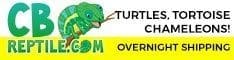 tortoise for sale