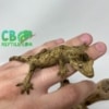 chahoua gecko for sale