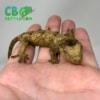 baby chahoua gecko