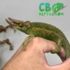 jackson's chameleon