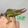 jackson's chameleons for sale