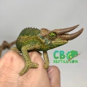 jackson's chameleons for sale