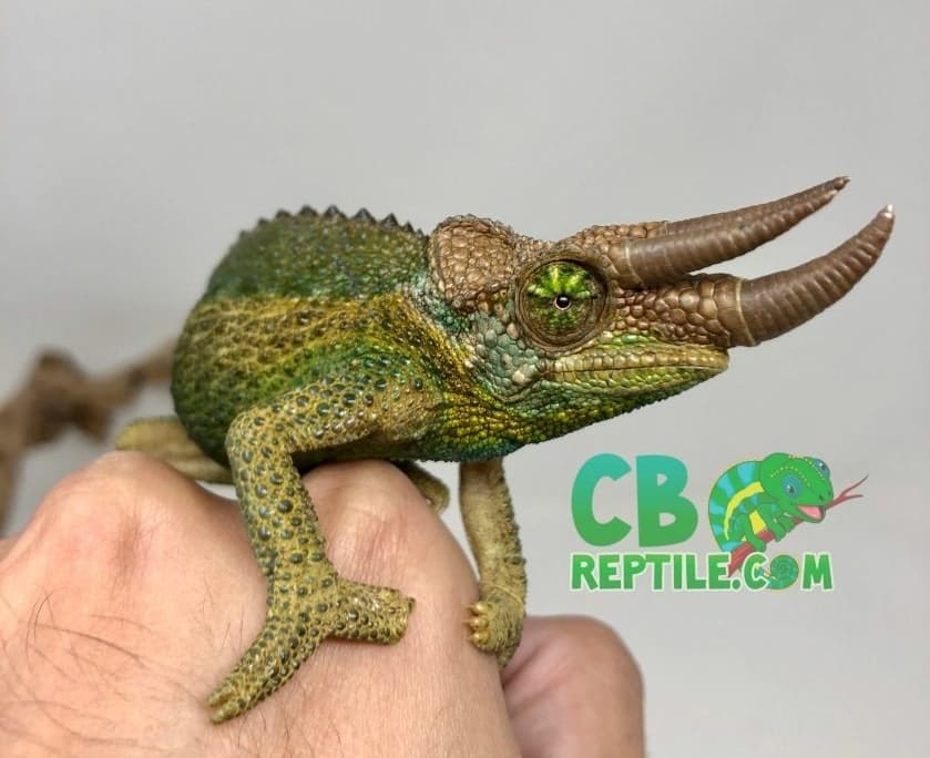 Rainbow Jackson's Chameleon for Sale online at the best prices