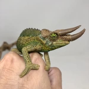 Jackson's Chameleon