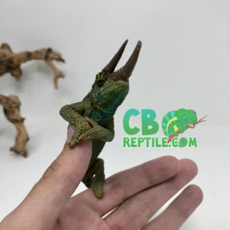 chameleon