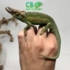 baby jackson's chameleons for sale