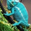 Nosy Be Panther Chameleon