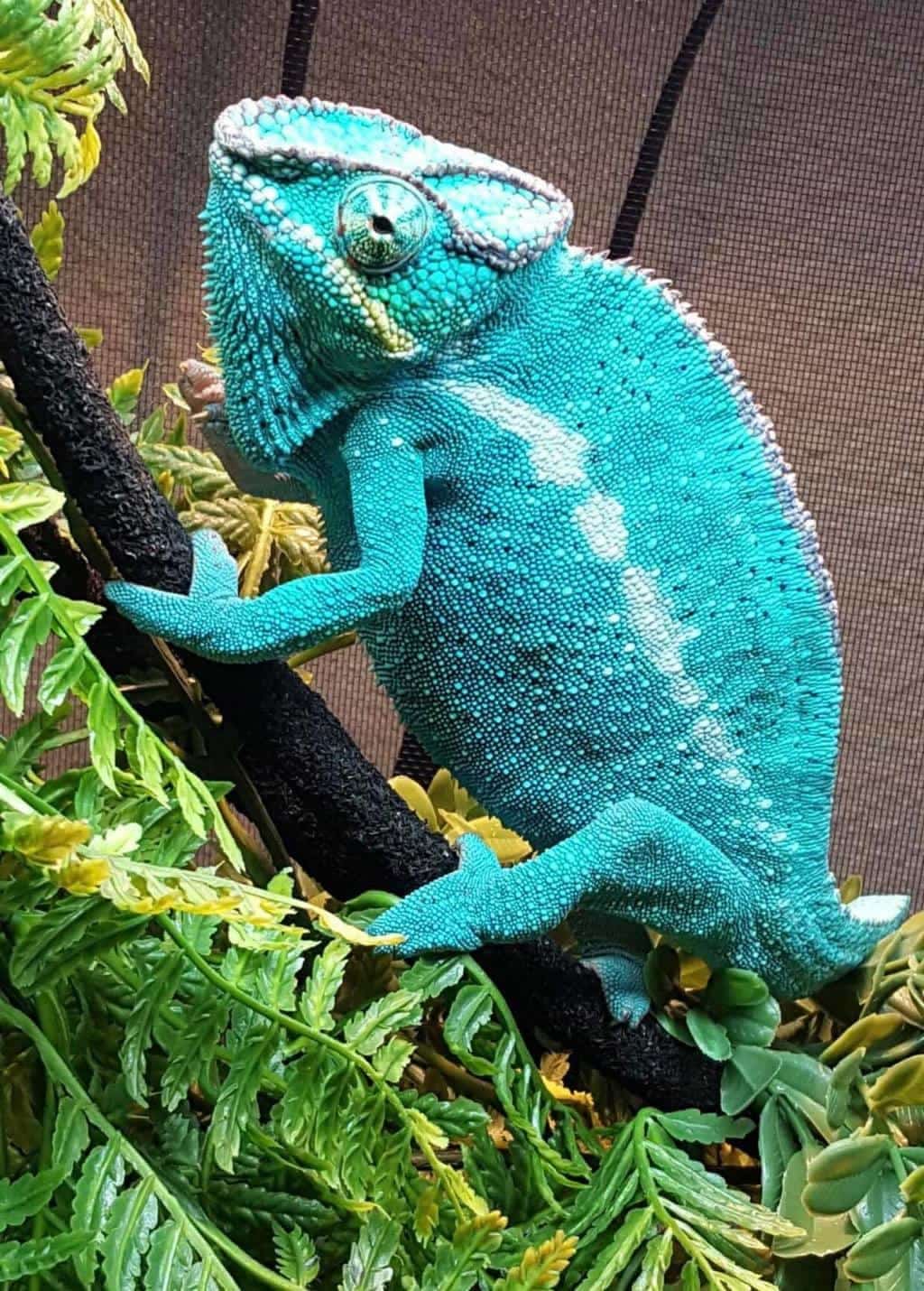 Nosy Be Panther Chameleon sale