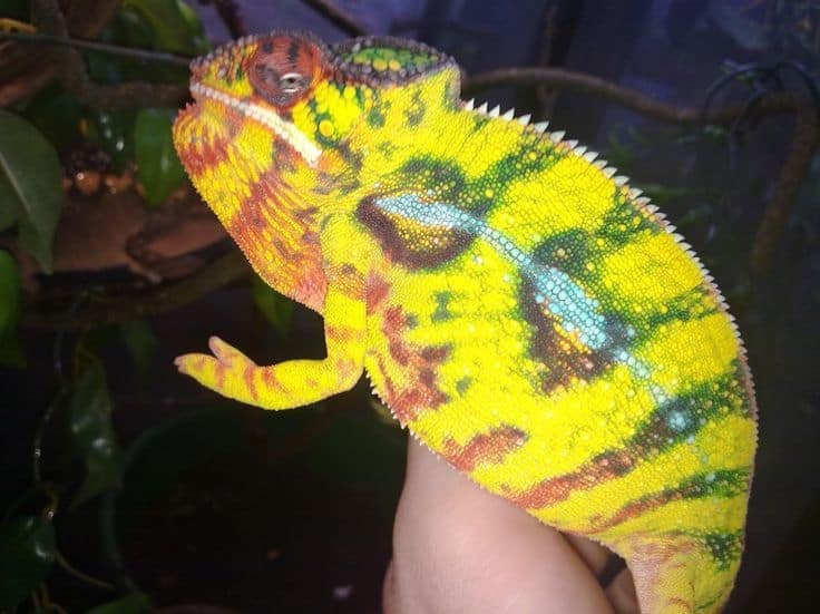 Nosy Mitsio Panther Chameleon For