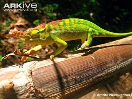 petter's chameleon for sale