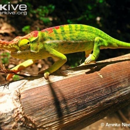 petter's chameleon for sale