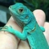 baby blue iguana for sale