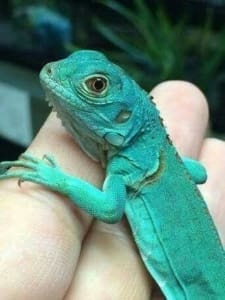 baby blue iguana