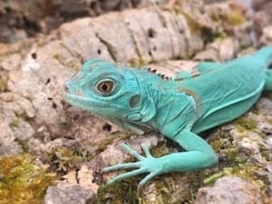 Bebés de iguana azul en venta