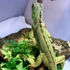 baby iguana