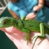 green iguana for sale