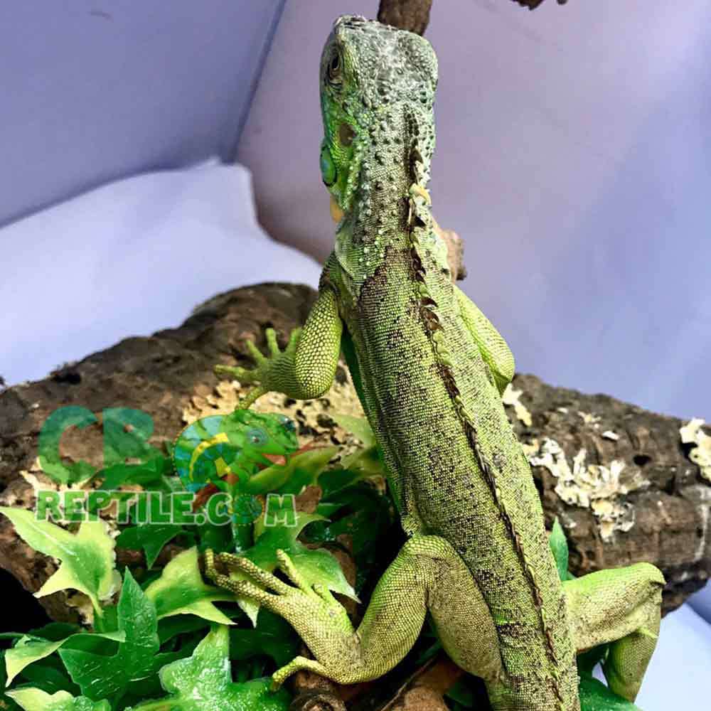 green Iguana sale