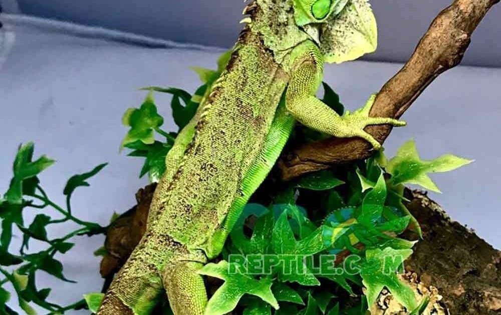 baby green iguanas for sale