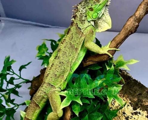 baby green iguanas for sale