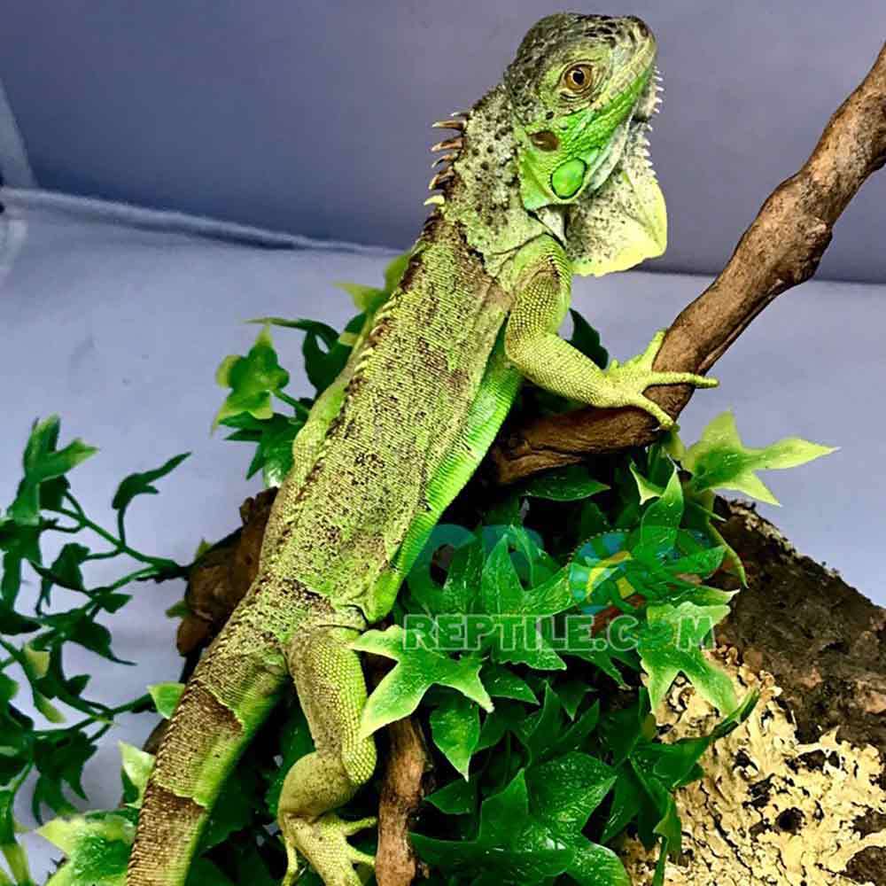 baby green iguana