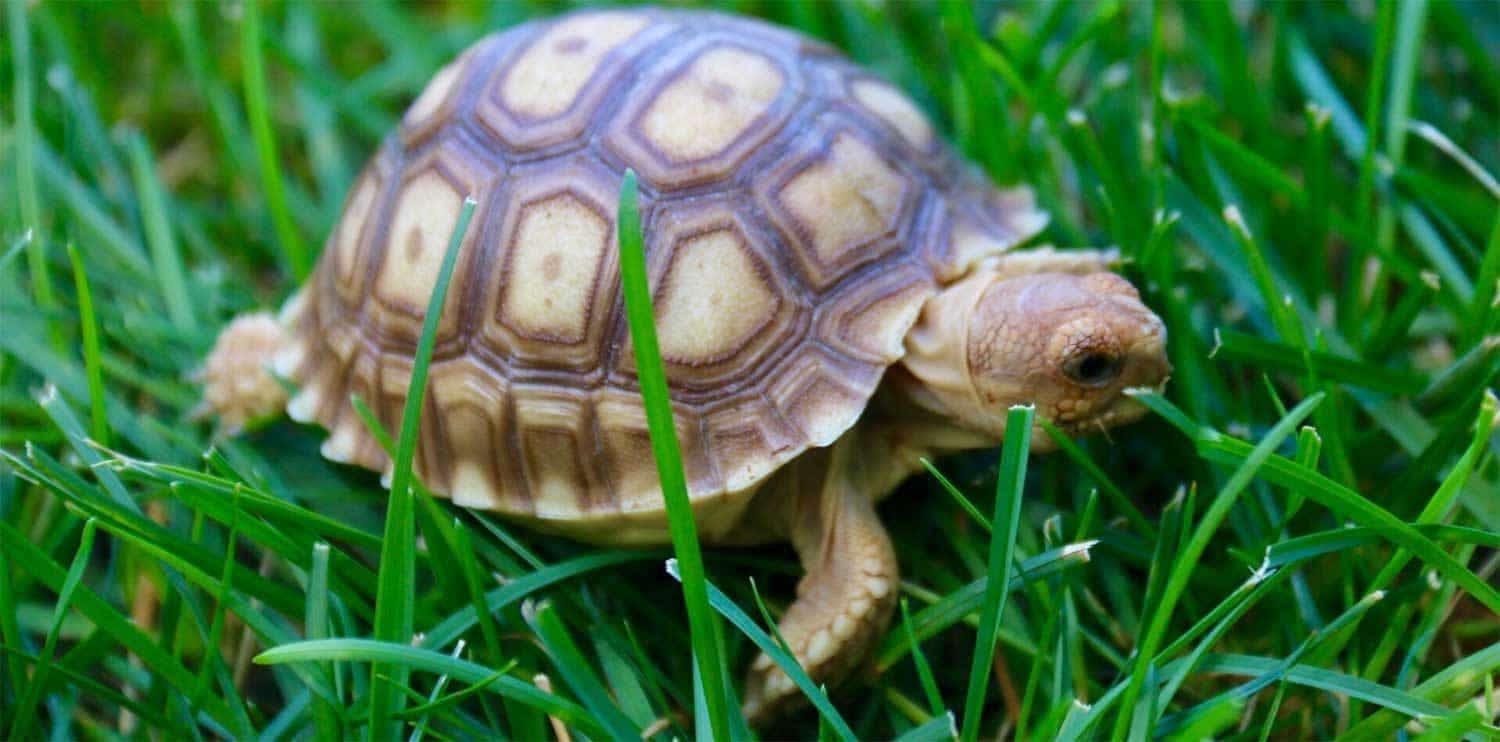 baby sulcata tortoise for sale