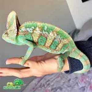 baby veiled chameleon