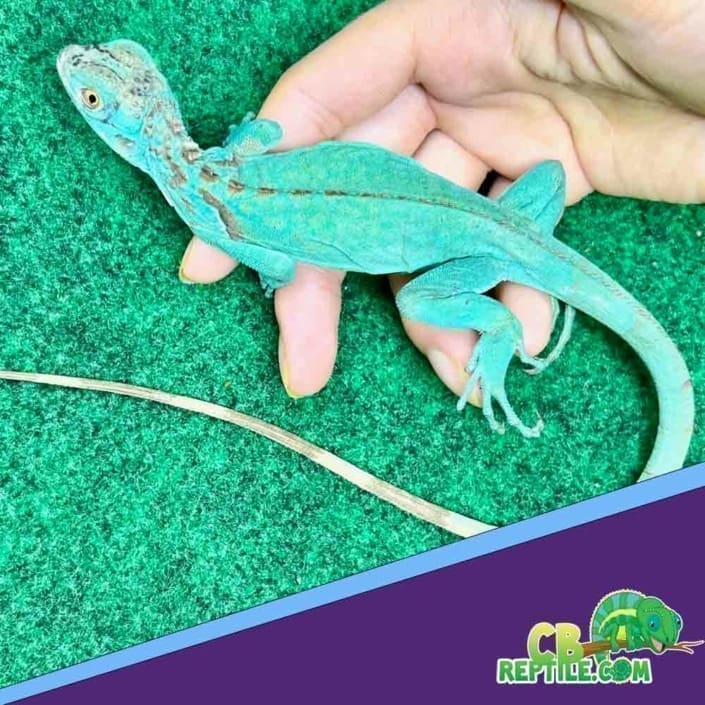 Iguana for sale baby iguanas for sale near me blue iguana breeder