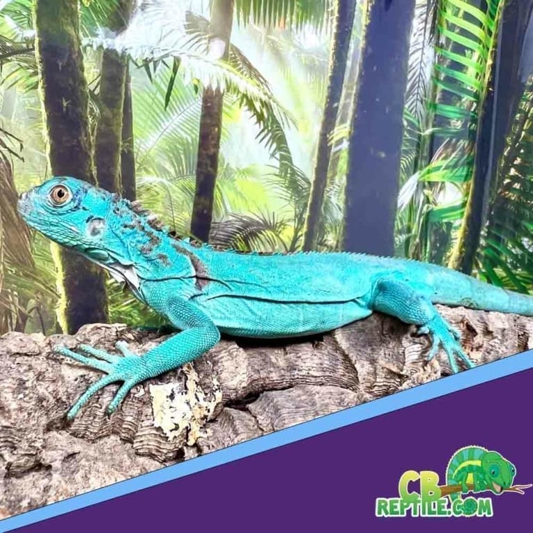 Iguana for sale baby iguanas for sale near me blue iguana breeder