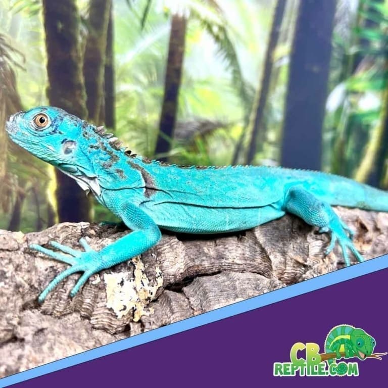 iguana-diet-and-iguana-food-list-what-to-feed-iguanas-in-captivity