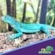 Blue Iguana