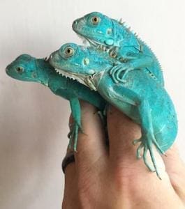 blue iguana